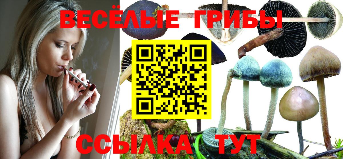 Галлюциногенные грибы Cubensis Ессентуки